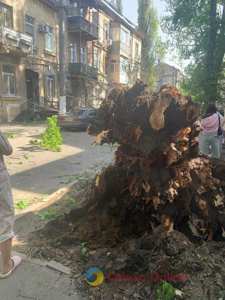 В Одесі через негоду дерево вирвало з коренем: пошкоджені кілька автівок