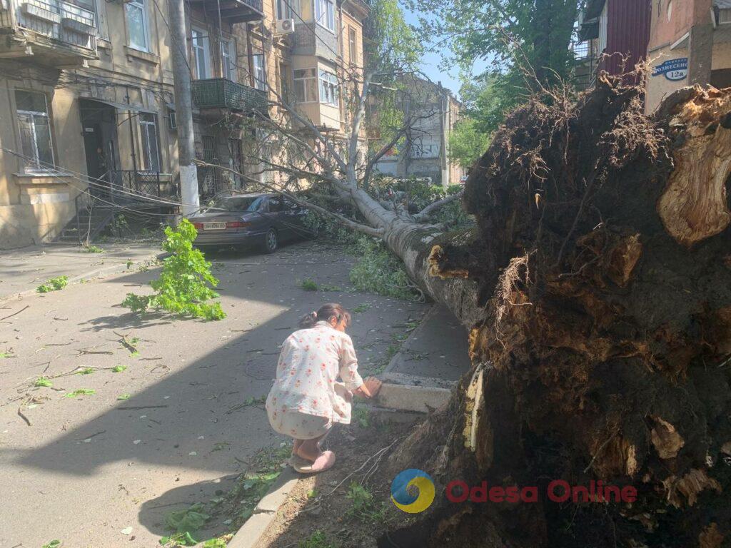 В Одесі через негоду дерево вирвало з коренем: пошкоджені кілька автівок