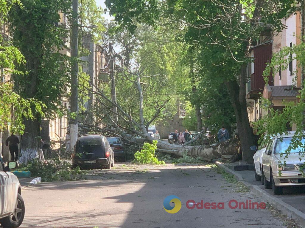 В Одесі через негоду дерево вирвало з коренем: пошкоджені кілька автівок