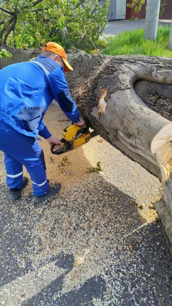 В Одесі вітер повалив майже 40 дерев: комунальники працюють у посиленому режимі