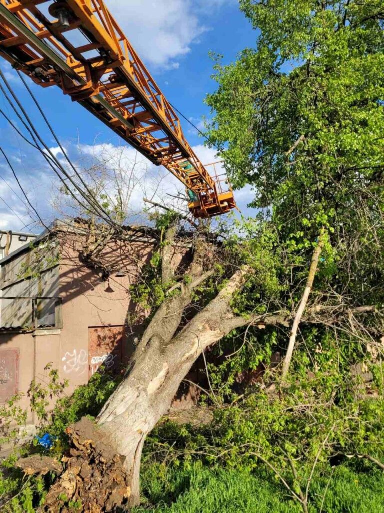 В Одесі вітер повалив майже 40 дерев: комунальники працюють у посиленому режимі
