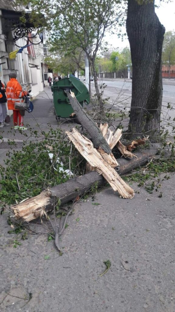 В Одесі вітер повалив майже 40 дерев: комунальники працюють у посиленому режимі