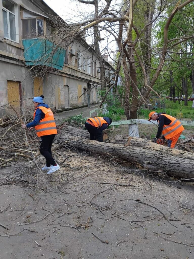 В Одесі вітер повалив майже 40 дерев: комунальники працюють у посиленому режимі