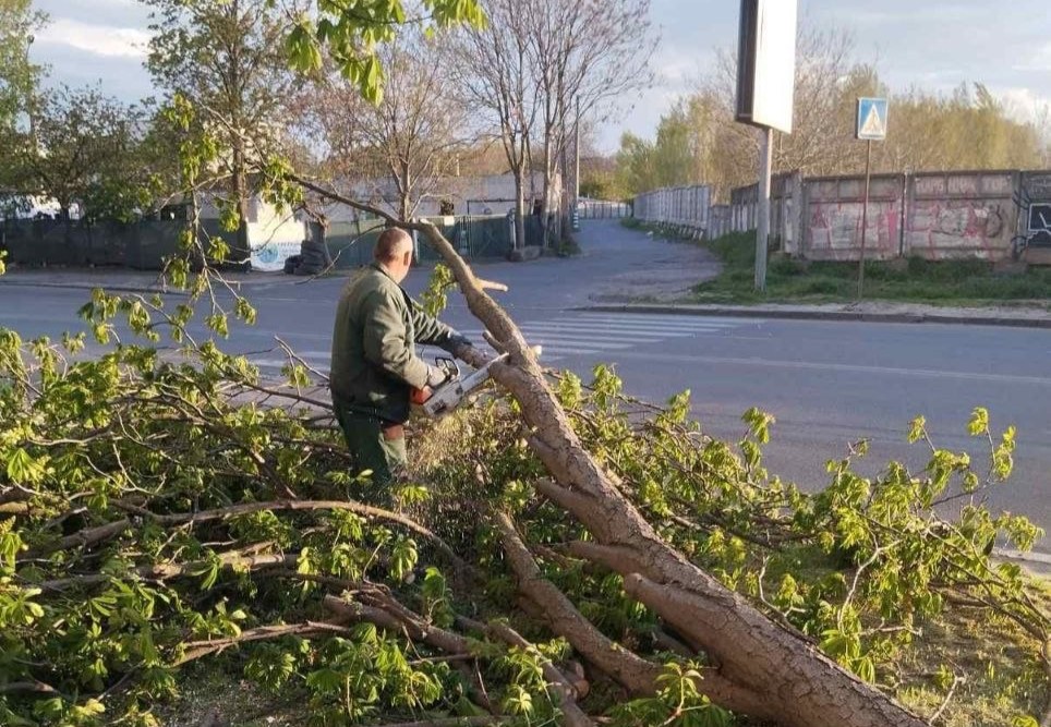 Непогода в Одессе: штормовой ветер повалил более полусотни деревьев