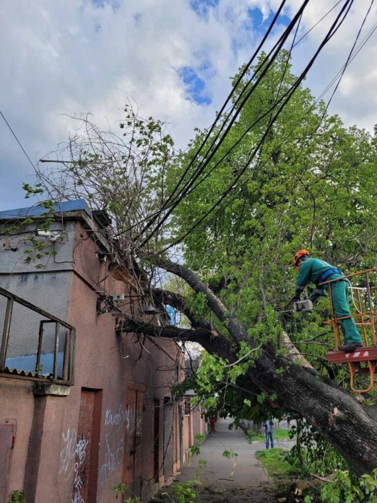 Непогода в Одессе: штормовой ветер повалил более полусотни деревьев