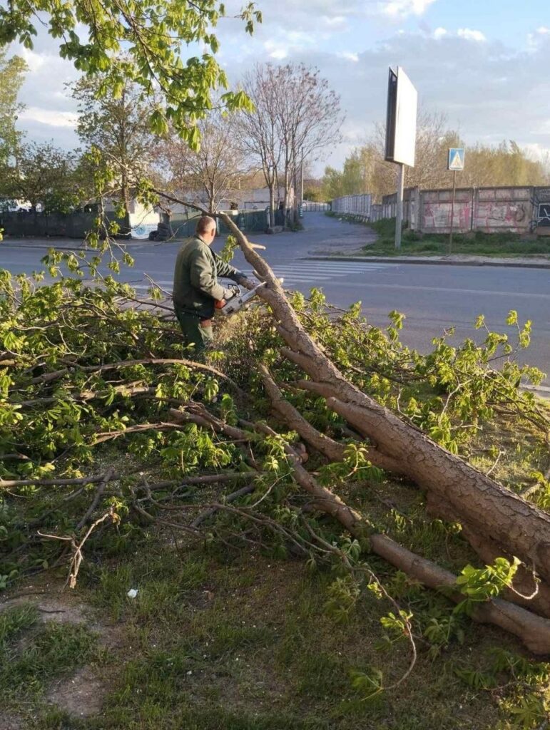 Непогода в Одессе: штормовой ветер повалил более полусотни деревьев