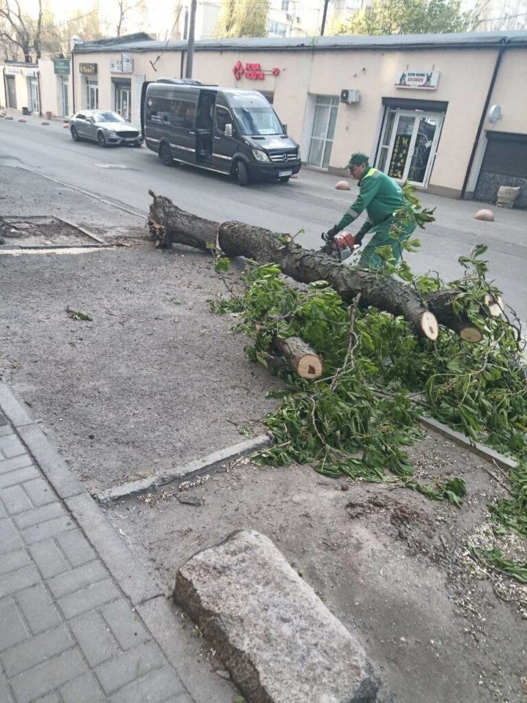 Непогода в Одессе: штормовой ветер повалил более полусотни деревьев