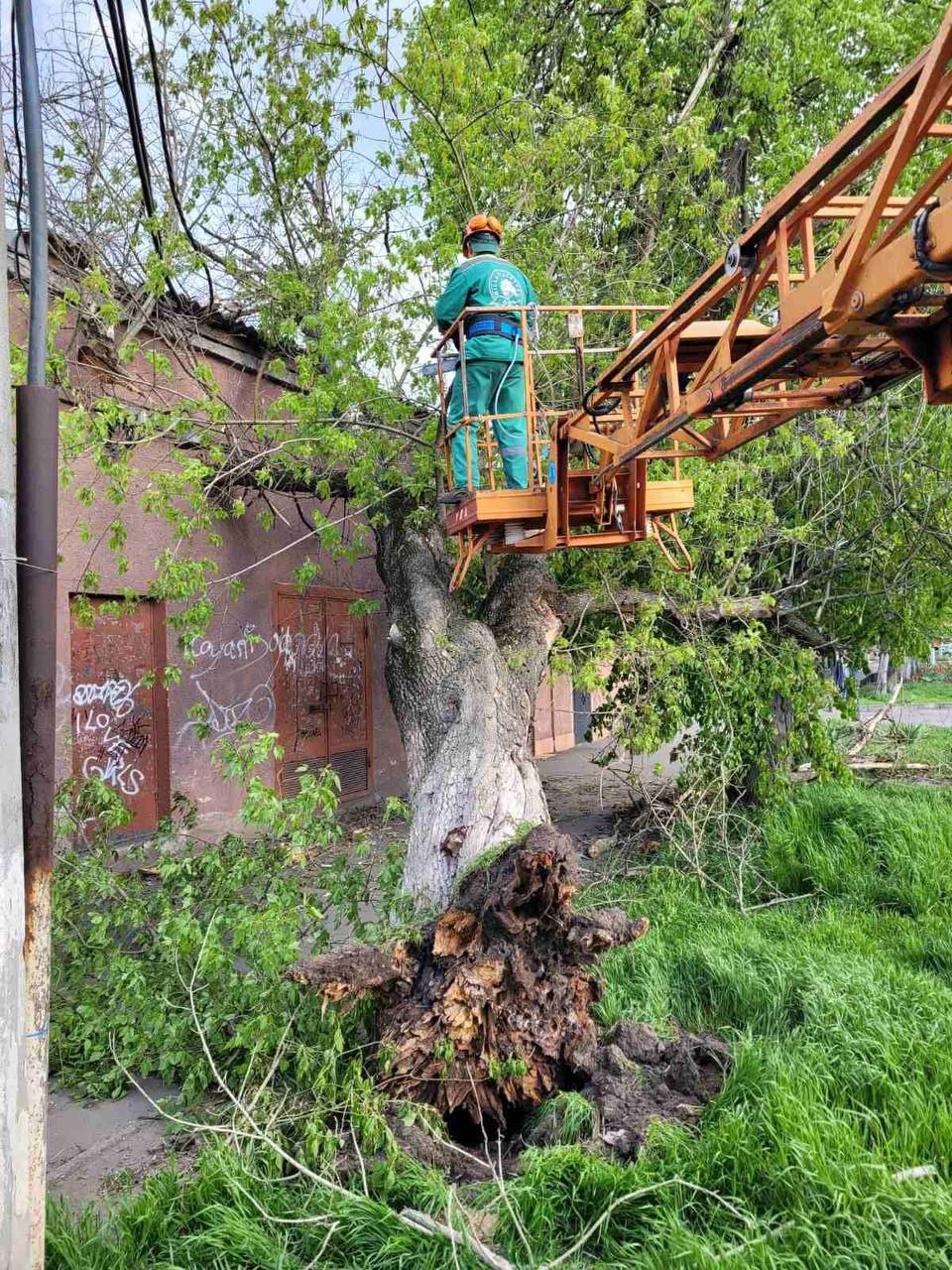 В Одессе штормовой ветер повалил 85 деревьев и крупных веток (фото)