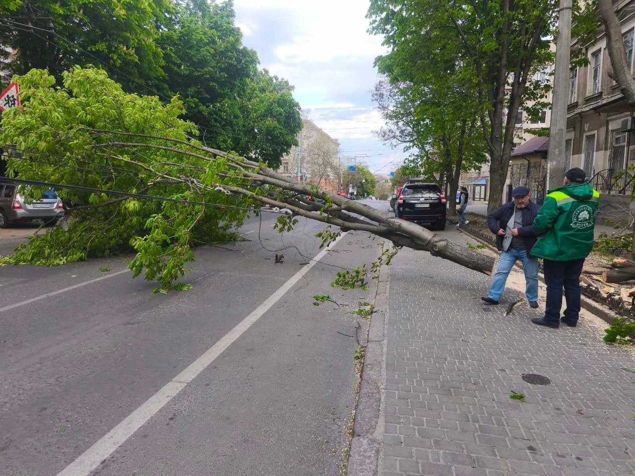 В Одессе штормовой ветер повалил 85 деревьев и крупных веток (фото)