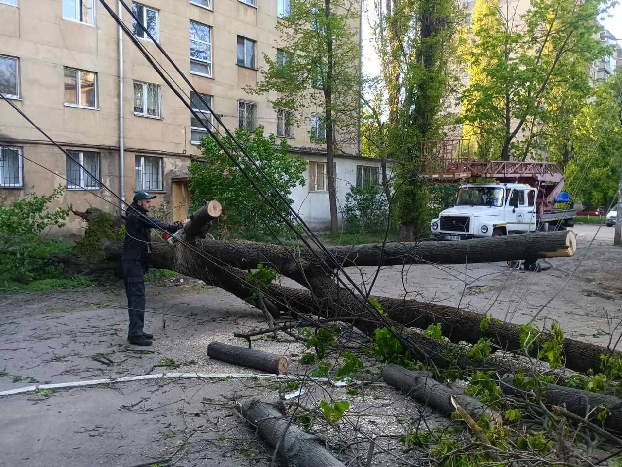 В Одессе штормовой ветер повалил 85 деревьев и крупных веток (фото)