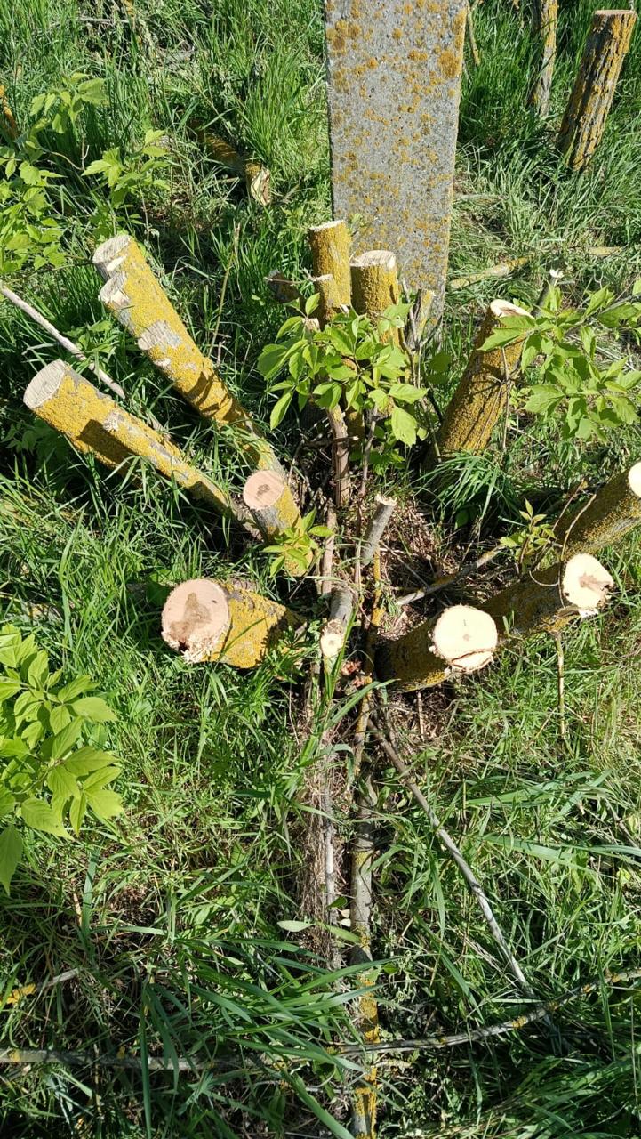 Знищили понад дві сотні ясенів та сотню абрикосів: в Одеському районі вирубали лісосмугу