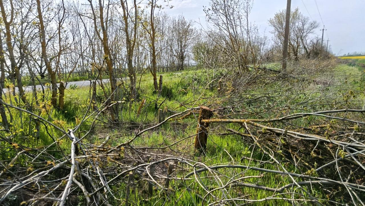 Знищили понад дві сотні ясенів та сотню абрикосів: в Одеському районі вирубали лісосмугу