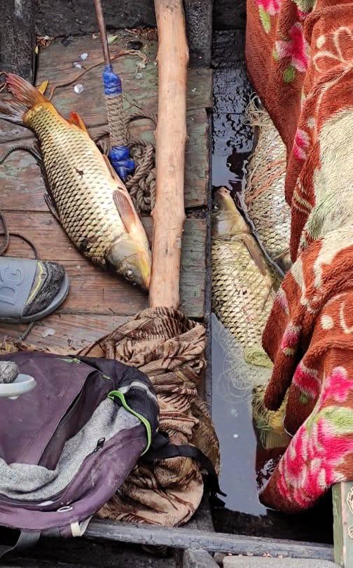 На Одещині екологи врятували та повернули в річку двох червонокнижних севрюг На Одещині екологи врятували та повернули в річку двох червонокнижних севрюг