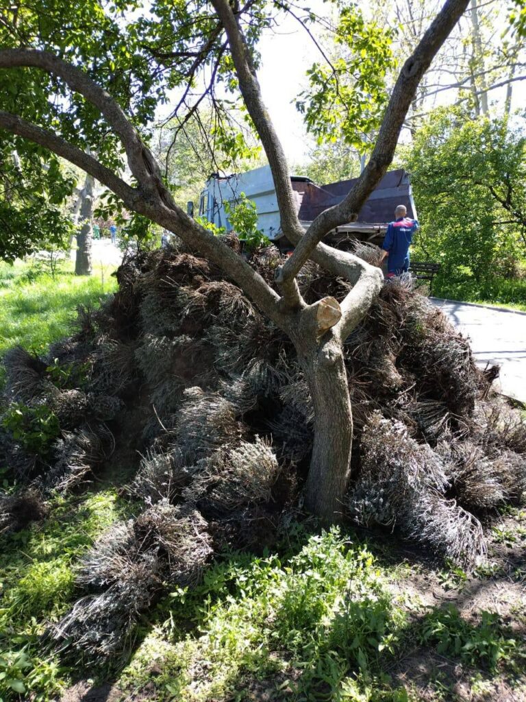 В Одессе в парке Победы высадили 800 кустов лаванды в честь павших Героев