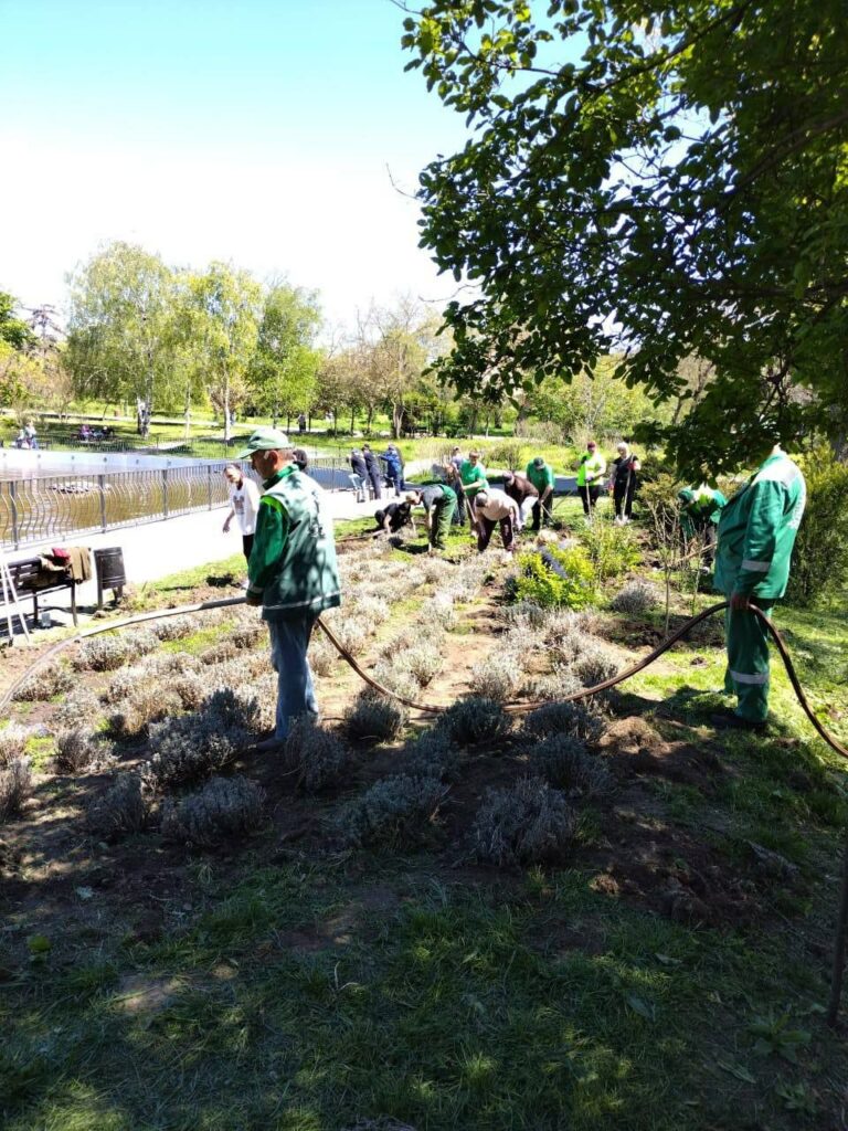 В Одессе в парке Победы высадили 800 кустов лаванды в честь павших Героев