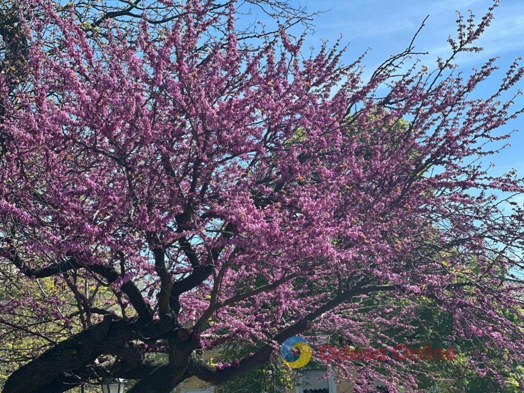 Початок травня в Одесі (фоторепортаж) Начало мая в Одессе (фоторепортаж)