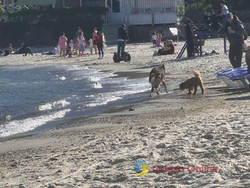 Фото тижня в Одесі: квітучі акації, перші купання в морі та наслідки ворожих атак Фото тижня в Одесі: квітучі акації, перші купання в морі та наслідки ворожих атак