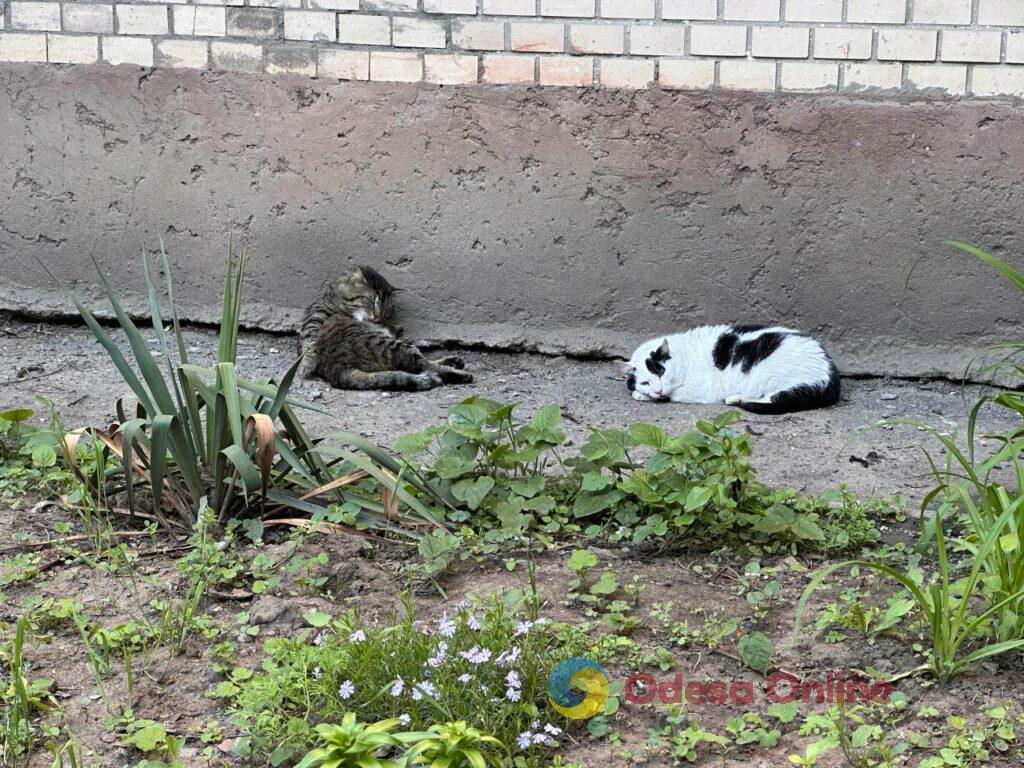Фото тижня в Одесі: квітучі акації, перші купання в морі та наслідки ворожих атак Фото тижня в Одесі: квітучі акації, перші купання в морі та наслідки ворожих атак