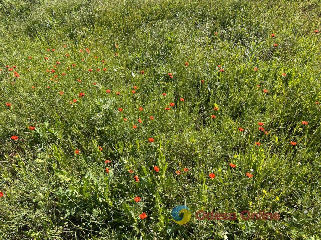 Фото тижня в Одесі: квітучі акації, перші купання в морі та наслідки ворожих атак Фото тижня в Одесі: квітучі акації, перші купання в морі та наслідки ворожих атак
