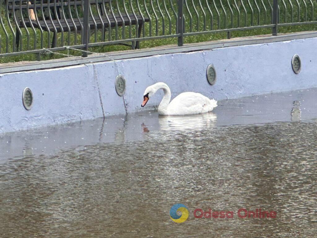 Фото тижня в Одесі: квітучі акації, перші купання в морі та наслідки ворожих атак Фото тижня в Одесі: квітучі акації, перші купання в морі та наслідки ворожих атак