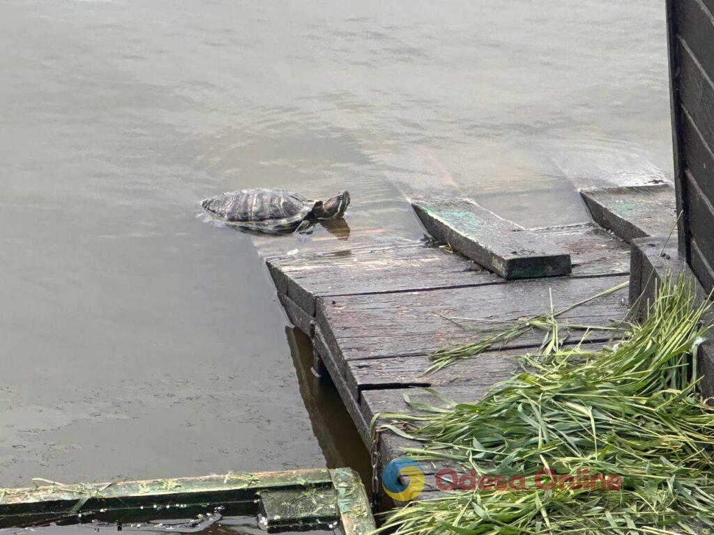 Фото тижня в Одесі: квітучі акації, перші купання в морі та наслідки ворожих атак Фото тижня в Одесі: квітучі акації, перші купання в морі та наслідки ворожих атак