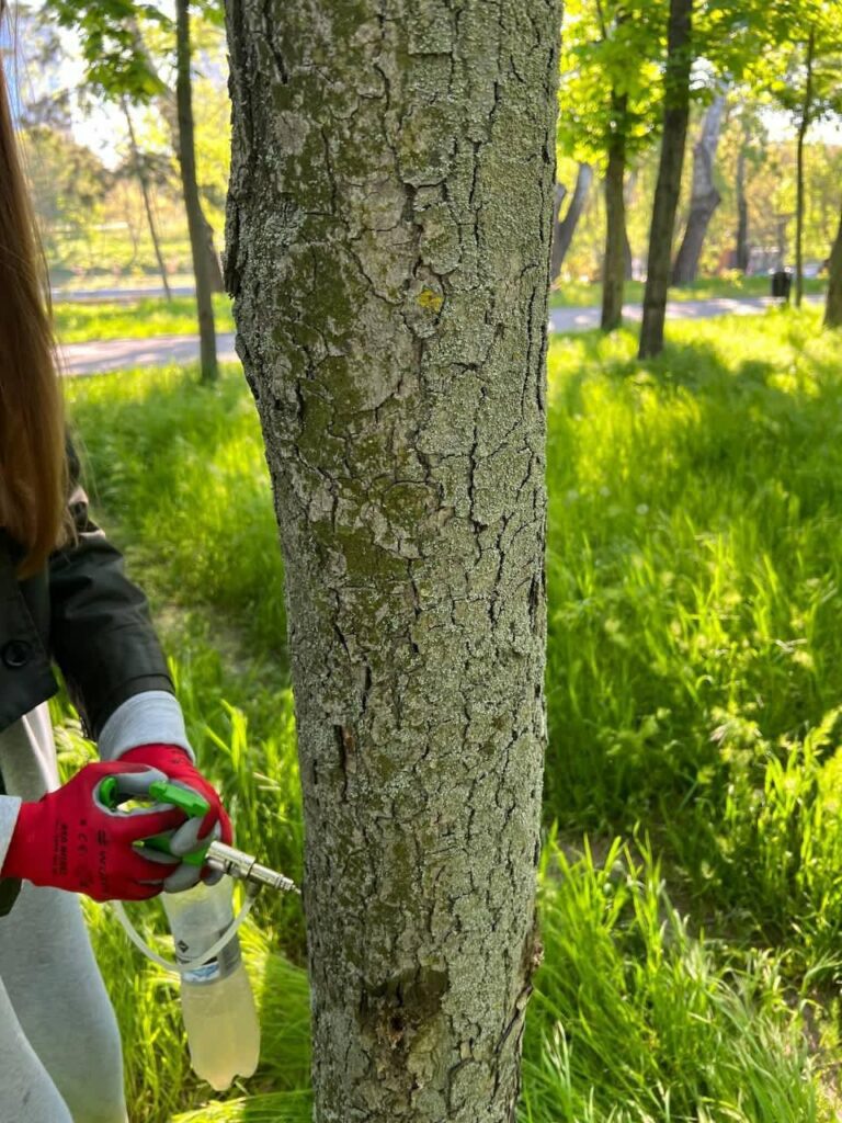 Близько 1000 одеських каштанів отримають щеплення від мінуючої молі Близько 1000 одеських каштанів отримають щеплення від мінуючої молі