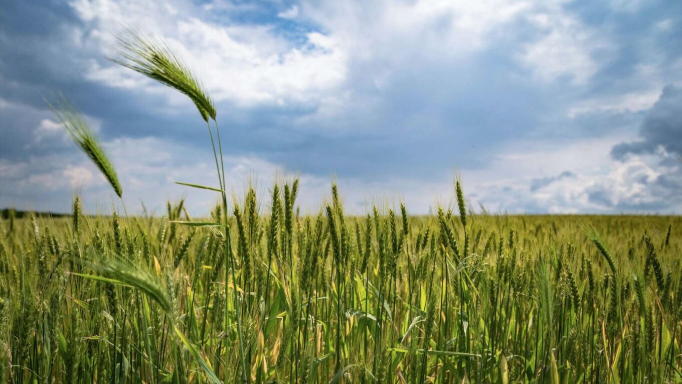 На Одещині зросло виробництво сільгосппродукції На Одещині зросло виробництво сільгосппродукції