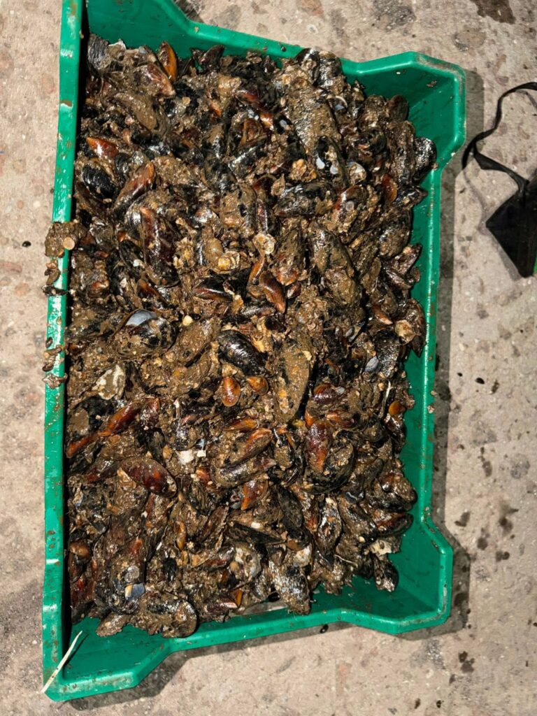 На Одещині затримали браконьєрів із уловом мідій на понад 200 тисяч гривень На Одещині затримали браконьєрів із уловом мідій на понад 200 тисяч гривень