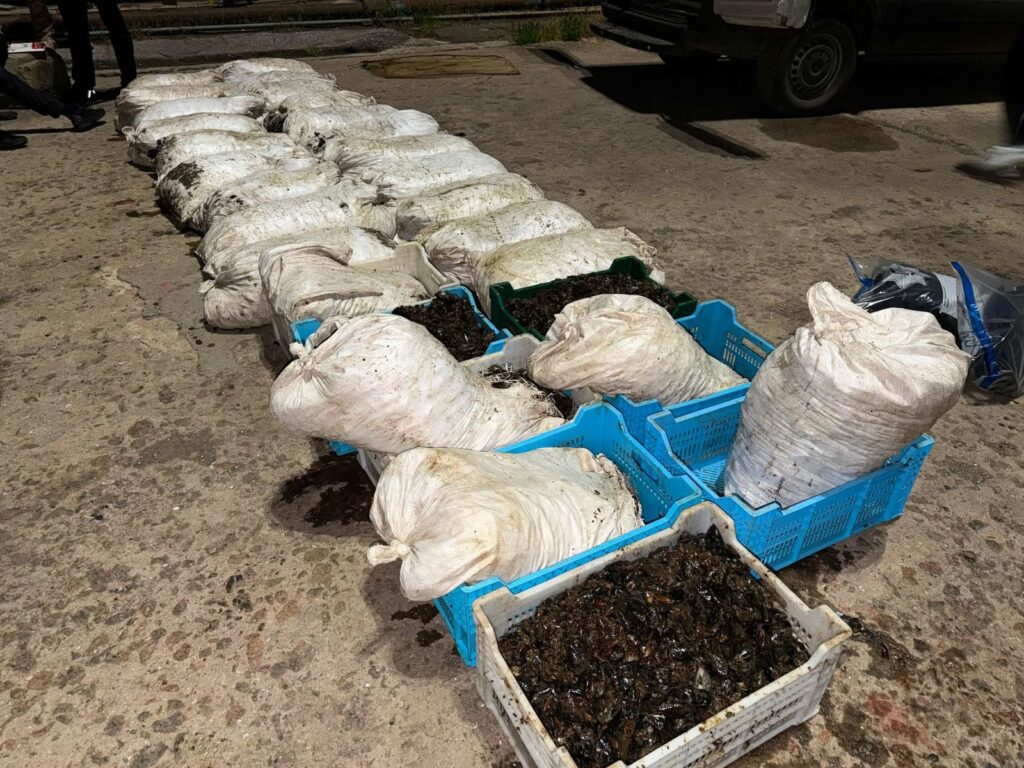 На Одещині затримали браконьєрів із уловом мідій на понад 200 тисяч гривень На Одещині затримали браконьєрів із уловом мідій на понад 200 тисяч гривень