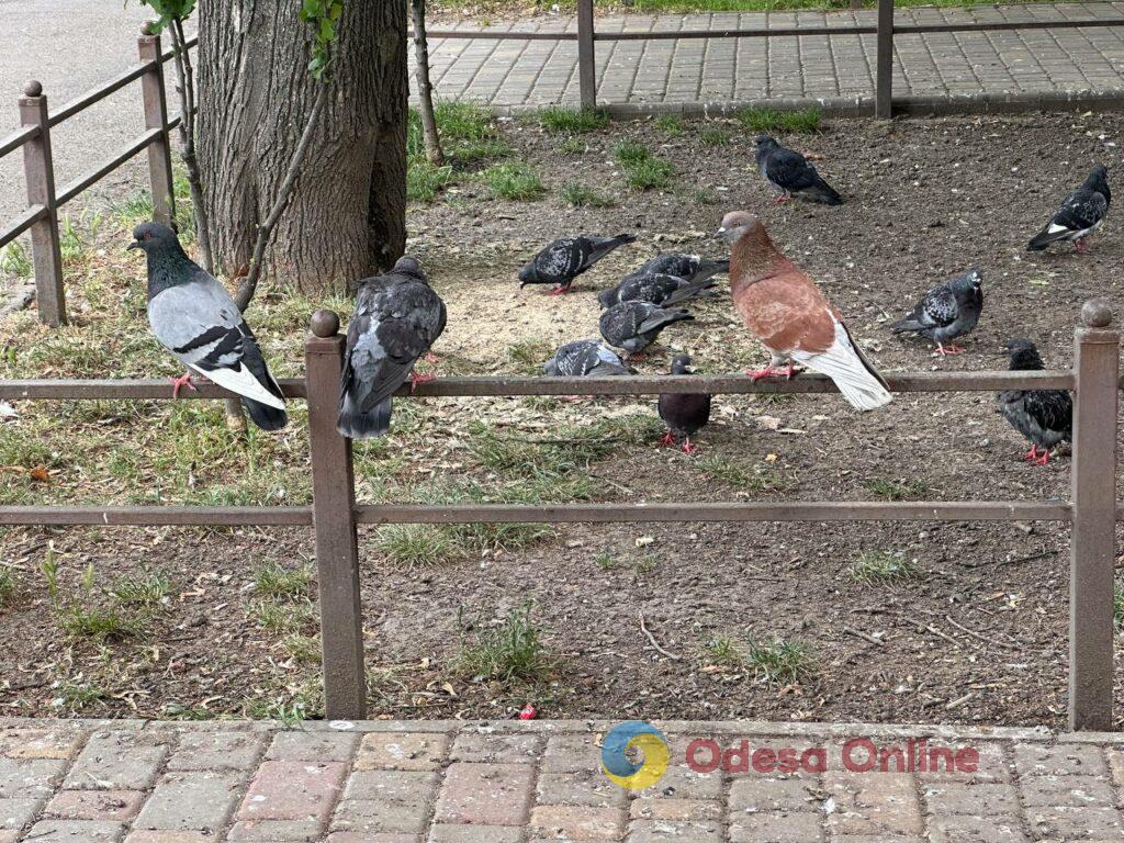 Одеса в об’єктиві: квітучі парки, чергові «прильоти» та фірмовий місцевий гумор Одеса в об’єктиві: квітучі парки, чергові «прильоти» та фірмовий місцевий гумор