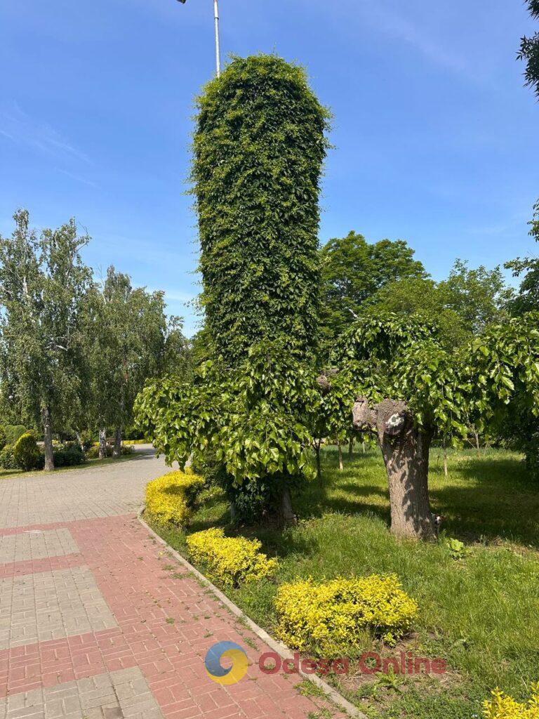Одеса в об’єктиві: квітучі парки, чергові «прильоти» та фірмовий місцевий гумор Одеса в об’єктиві: квітучі парки, чергові «прильоти» та фірмовий місцевий гумор