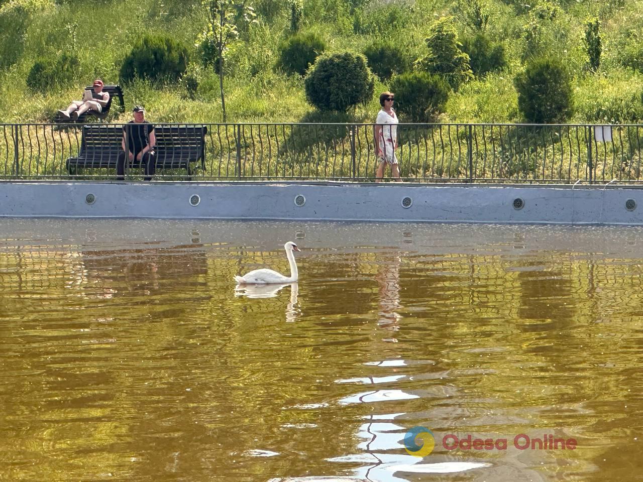 Фото тижня в Одесі: наслідки атак, півмарафон і червневі троянди Фото тижня в Одесі: наслідки атак, півмарафон і червневі троянди