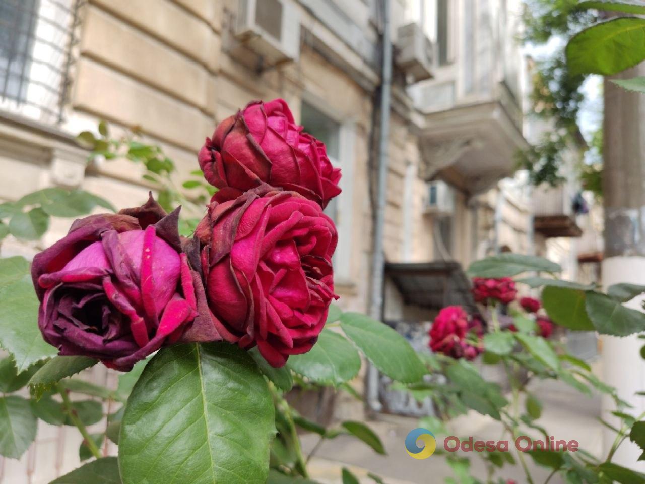 Фото тижня в Одесі: наслідки атак, півмарафон і червневі троянди Фото тижня в Одесі: наслідки атак, півмарафон і червневі троянди