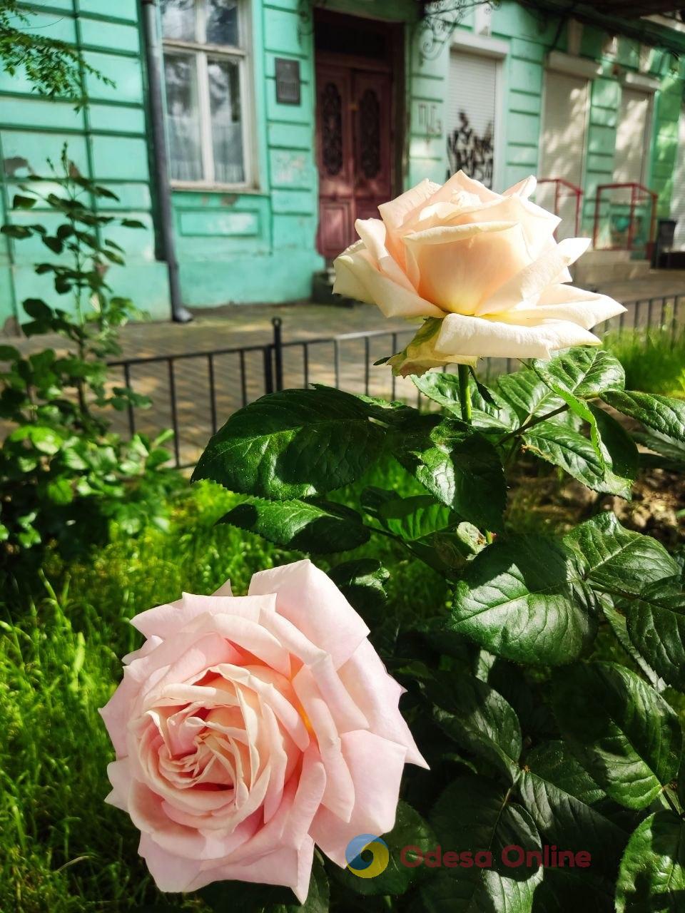 Фото тижня в Одесі: наслідки атак, півмарафон і червневі троянди Фото тижня в Одесі: наслідки атак, півмарафон і червневі троянди