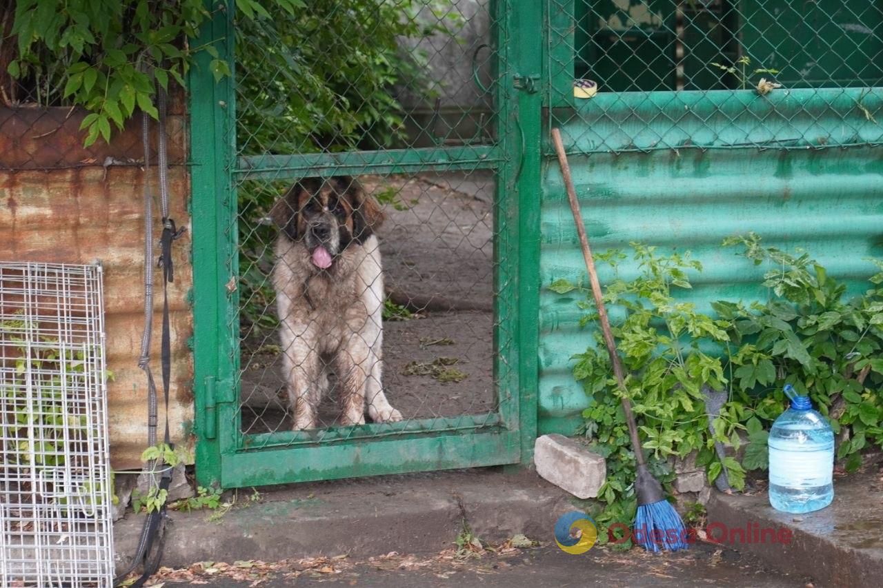 «Після першої сотні рахунок збивається»: як волонтери евакуюють тварин із Донеччини «Після першої сотні рахунок збивається»: як волонтери евакуюють тварин із Донеччини