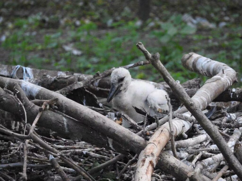 В Одеському зоопарку поповнення &mdash; на світ з&rsquo;явився маленький лелека