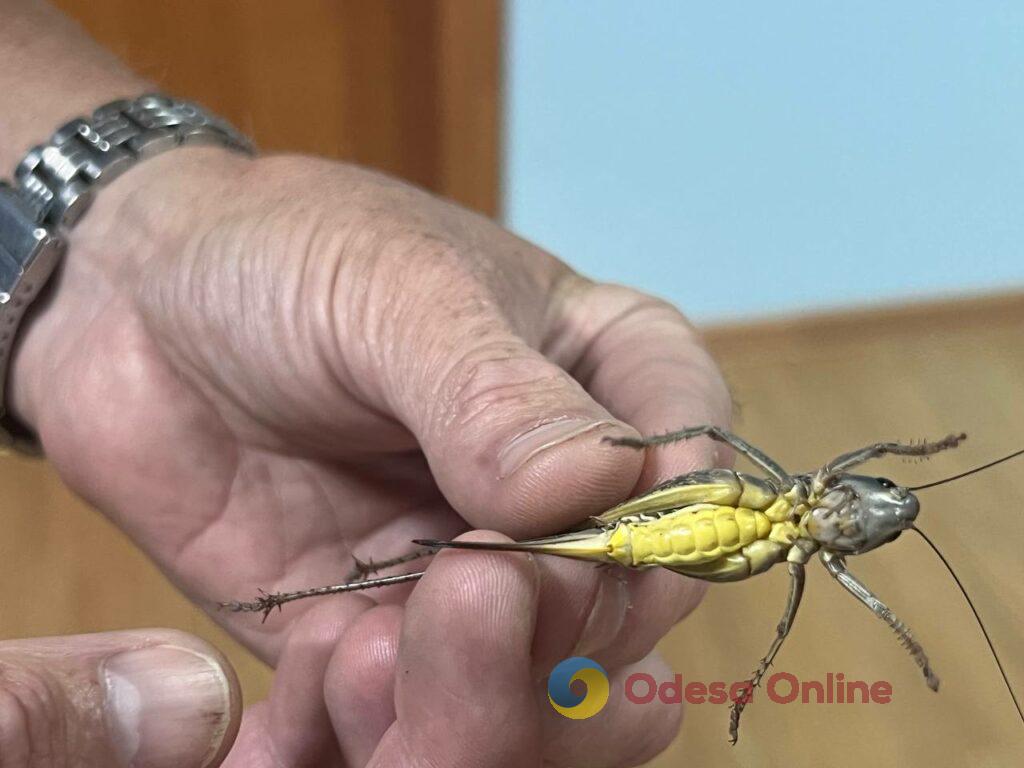 &laquo;Це не сарана&raquo;: вчені пояснили, чому Одесу заполонили коники