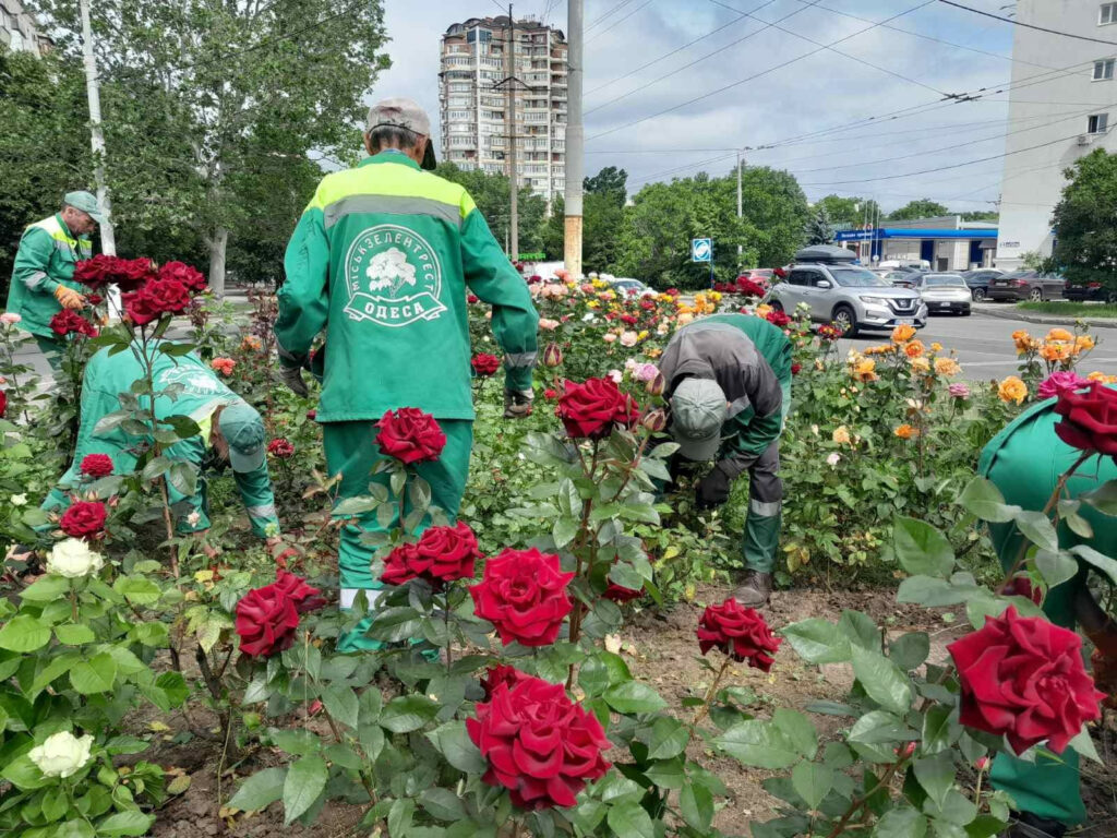 Понад 1700 молодих софор, кипарисів та платанів висадили в Одесі з початку року Более 1700 молодых софор, кипарисов и платанов высадили в Одессе с начала года