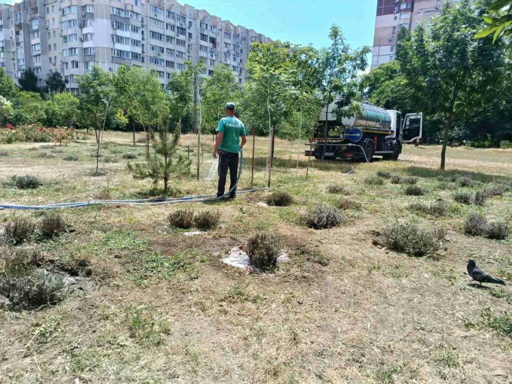 Понад 1700 молодих софор, кипарисів та платанів висадили в Одесі з початку року Более 1700 молодых софор, кипарисов и платанов высадили в Одессе с начала года