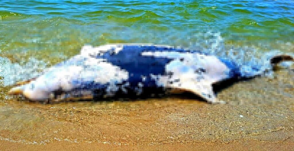 Чому дельфіни знову масово гинуть у Чорному морі: пояснює науковець Іван Русєв Чому дельфіни знову масово гинуть у Чорному морі: пояснює науковець Іван Русєв