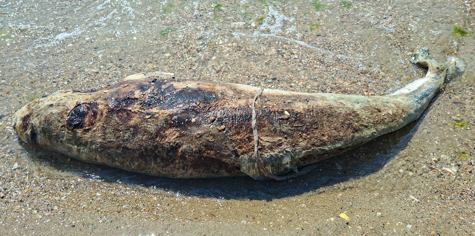 На Одещині море винесло на берег ще чотирьох загиблих азовок На Одещині море винесло на берег ще чотирьох загиблих азовок