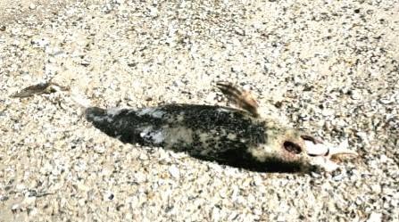 На Одещині море винесло на берег ще чотирьох загиблих азовок На Одещині море винесло на берег ще чотирьох загиблих азовок
