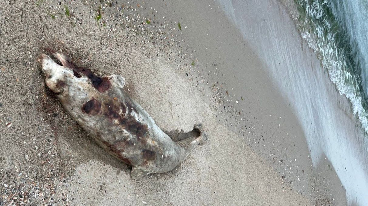 На Одещині море винесло на берег ще чотирьох загиблих азовок На Одещині море винесло на берег ще чотирьох загиблих азовок