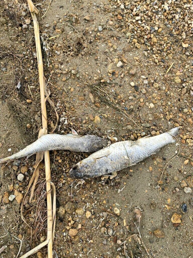 Через спеку на Одещині зафіксували масштабний замор риби