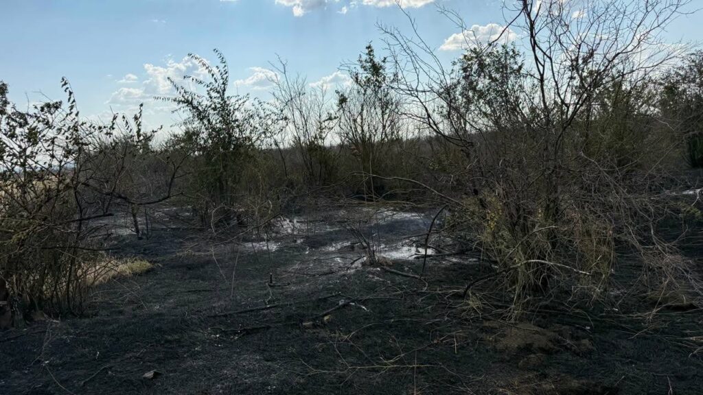 На Одещині загорілося сміттєзвалище: вогонь перекинувся на ліс На Одещині загорілося сміттєзвалище: вогонь перекинувся на ліс