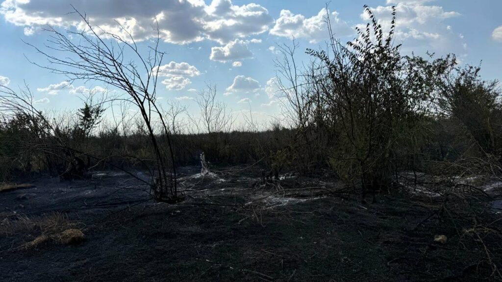 На Одещині загорілося сміттєзвалище: вогонь перекинувся на ліс На Одещині загорілося сміттєзвалище: вогонь перекинувся на ліс