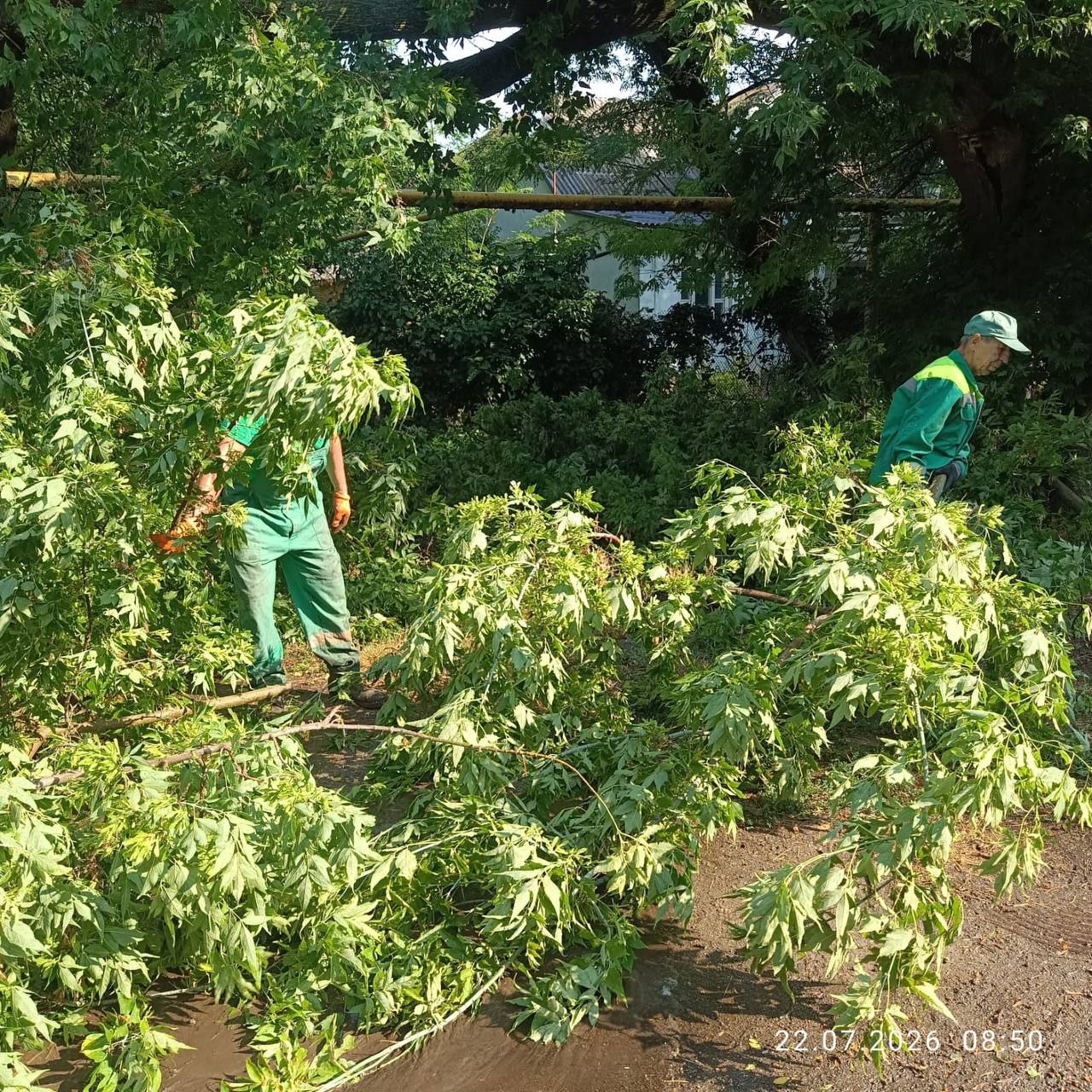 Ліквідація наслідків негоди в Одесі: комунальники прибирають повалені дерева