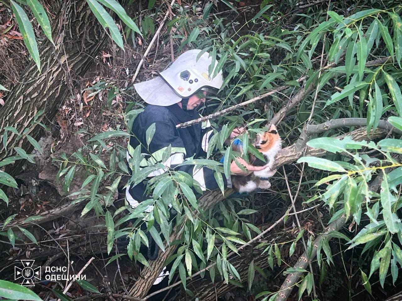 В Одесской области спасатели освободили из ловушек кошку и щенка (фото) В Одесской области спасатели освободили из ловушек кошку и щенка (фото)