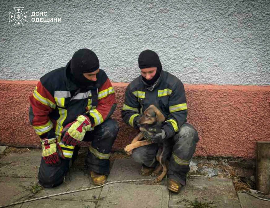Одеські рятувальники дістали цуценя з вигрібної ями на кладовищі Одеські рятувальники дістали цуценя з вигрібної ями на кладовищі