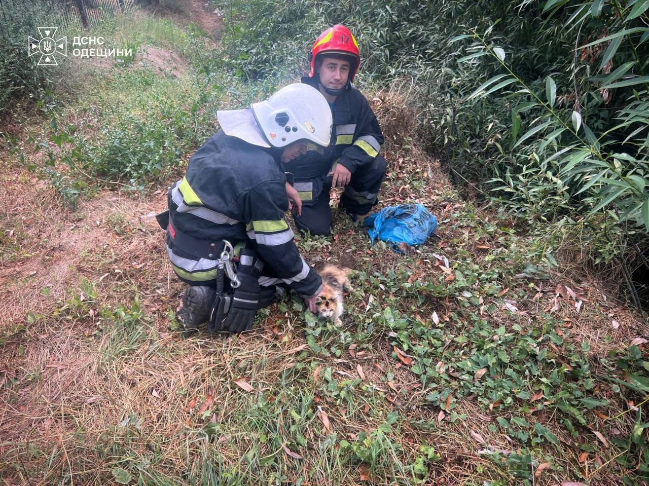 В Одесской области спасатели освободили из ловушек кошку и щенка (фото) В Одесской области спасатели освободили из ловушек кошку и щенка (фото)
